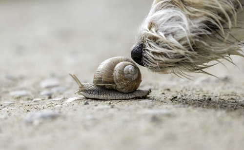 Mon chien mange tous les escargots et limaces qui lui passent sous la truffe : est-ce grave ?