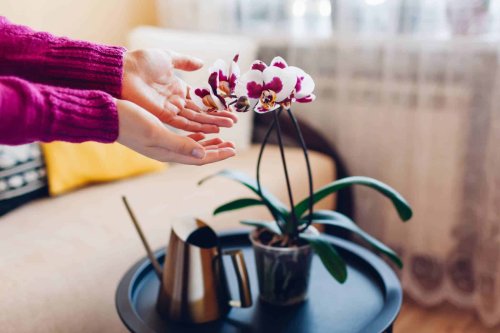 Maintenez votre orchidée en vie : votre cuisine cache l’ingrédient ultime pour des fleurs à l’infini