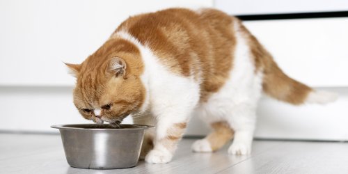 8 aliments vraiment toxiques pour votre chat, qu'il ne doit jamais manger !