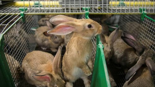 Bas-Rhin. 20 000 lapins tués dans l’incendie d’un élevage