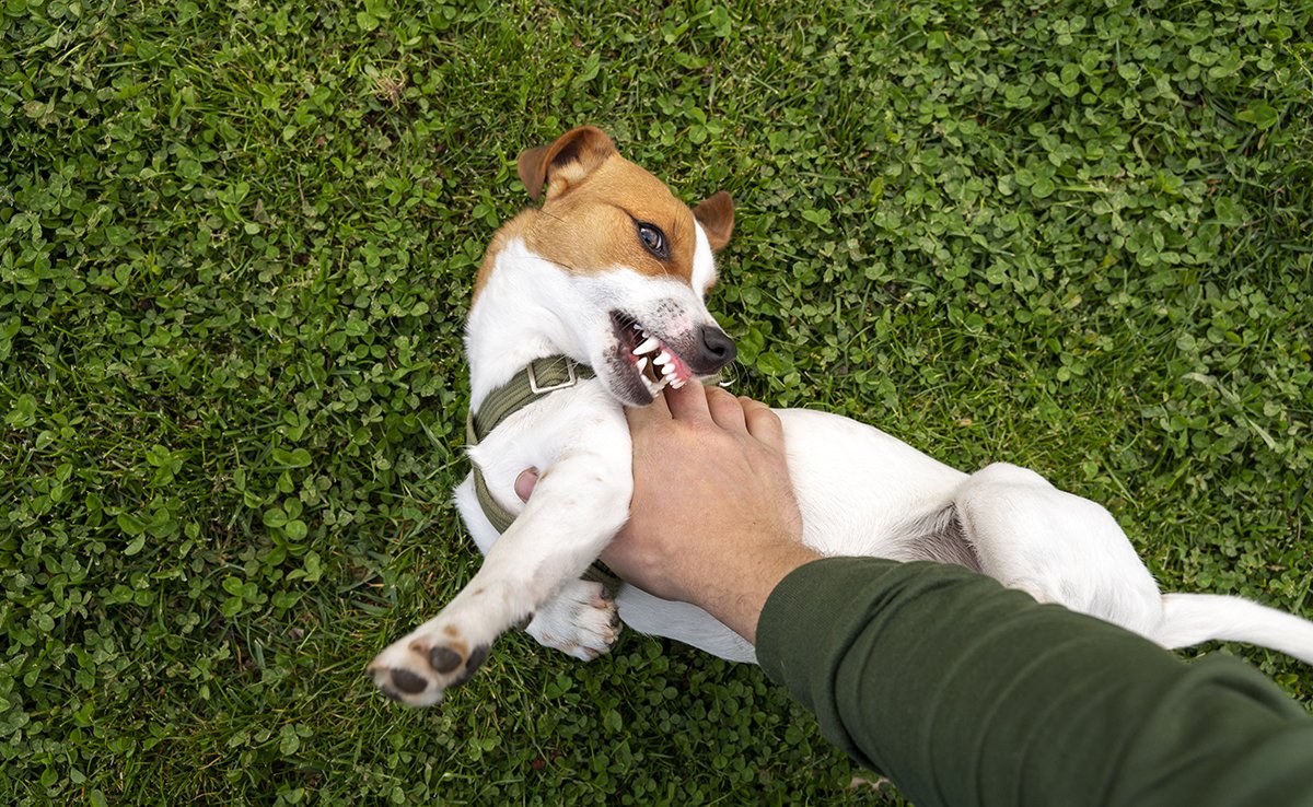 Education coercitive du chien : quel principe ? Voici pourquoi il ne faut surtout pas l'utiliser !