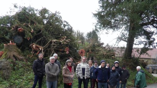Ces arbres bicentenaires ont été abattus dans les Côtes-d’Armor : « Ils étaient l’âme du village »