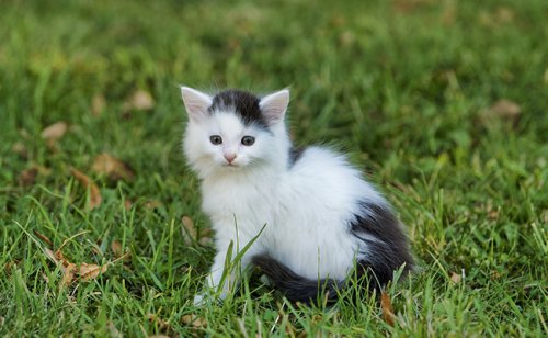 Vente de chats : quelle règlementation pour particuliers et professionnels ?