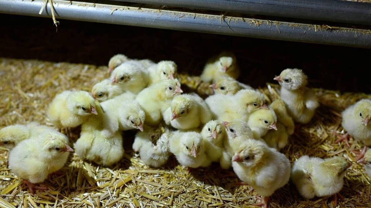 Poussins broyés : l’association L214 porte plainte contre un couvoir d’œufs des Deux-Sèvres
