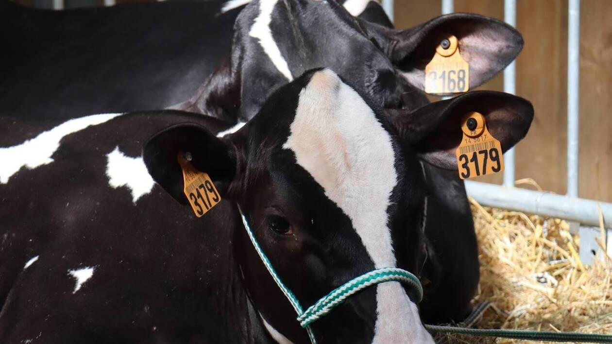 INFO OUEST-FRANCE. Tuberculose bovine : un abattage total de 260 animaux est prévu sur une exploitation en Nor