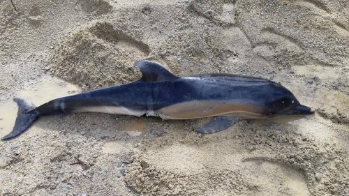 Douze dauphins retrouvés morts sur les plages en dix jours en Finistère et Morbihan