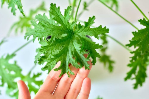 Elle fait fuir les moustiques, parfume vos soirées et embellit votre balcon : cette plante est à planter dès maintenant