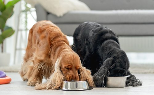 Comment nourrir son chien : conseils et bonnes pratiques !