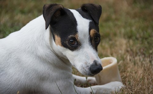 Les os sont-ils indispensables à l’alimentation du chien ?
