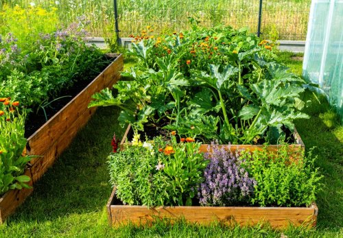 Cette combinaison magique de graines crée un carré potager qui pousse tout seul… et attire les pollinisateurs