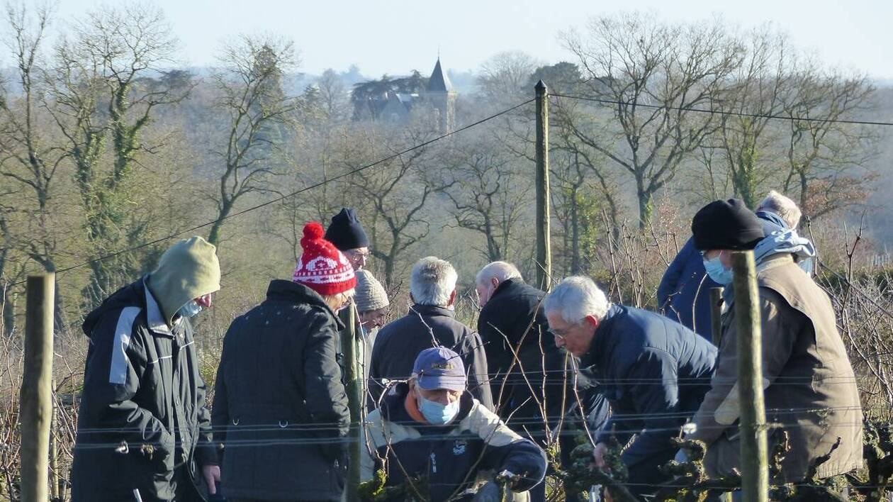 Savez-vous tailler la vigne ? En Anjou, ces bénévoles peuvent vous l’apprendre