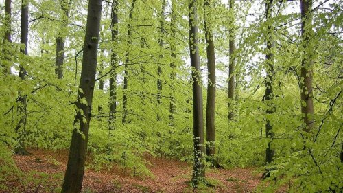 Le bois-énergie : une ressource « sous pression » en Bretagne