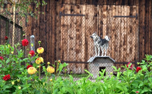 Comment construire et installer un chenil pour ses chiens ?