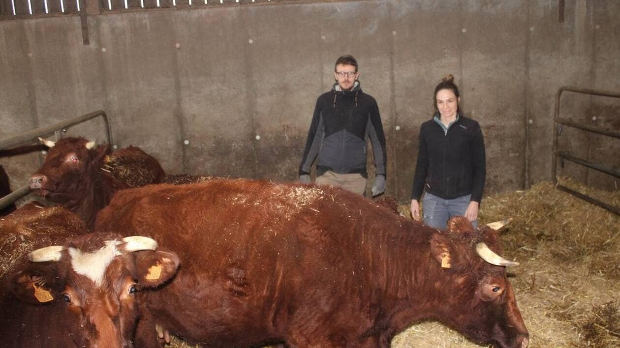 «De 360 000 à 1 000» : dans le Finistère, ils élèvent des vaches armoricaines menacées d’extinction