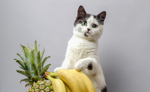Mon chat adore les bananes, est-ce vraiment bon pour sa santé ?