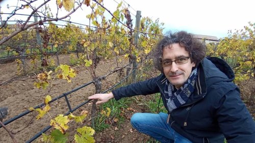 Sécheresse : dans l’Aude, des vignes irriguées avec des eaux usées traitées