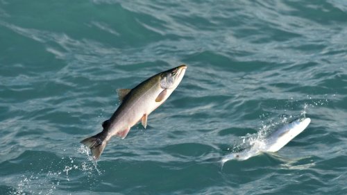 En Bretagne, « la survie des saumons en mer est de plus en plus préoccupante »﻿