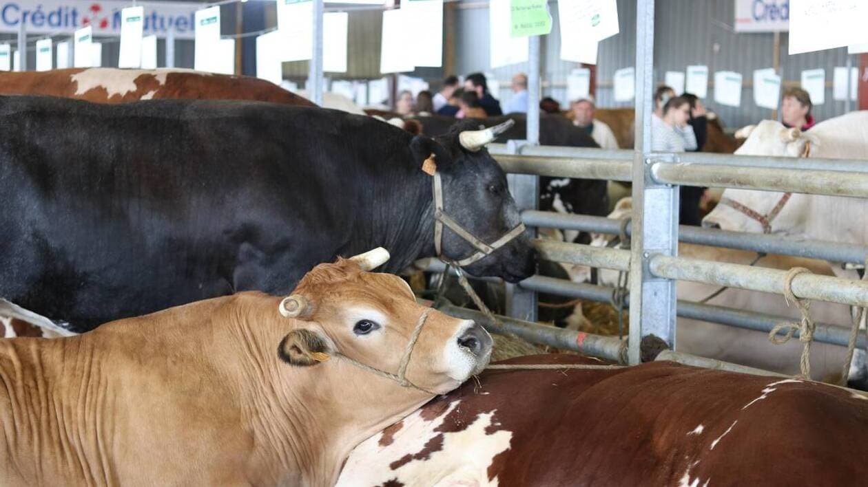 À l’occasion du Festival de la Viande, la préfecture de la Mayenne rappelle le contexte sanitaire