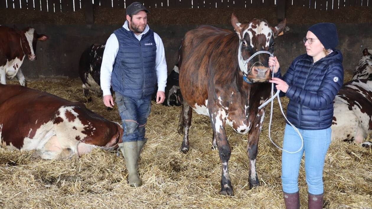 Ces éleveurs normands sont revenus du Salon de l’agriculture avec une vache primée