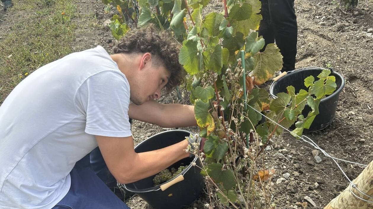 Pour le plus grand domaine viticole de Bretagne, l’heure est déjà aux vendanges
