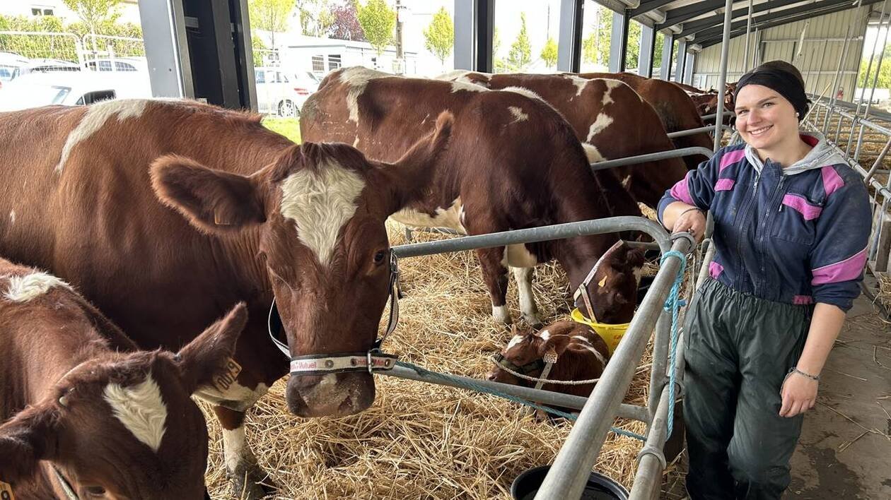 À Châteaubriant, la foire « ceinture et bretelles » face aux maladies des bovins