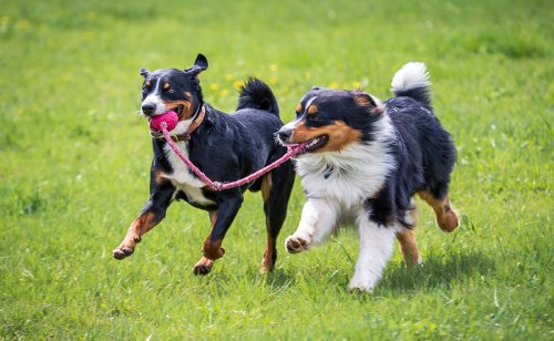Le jeu entre chiens : 6 points essentiels à connaître !