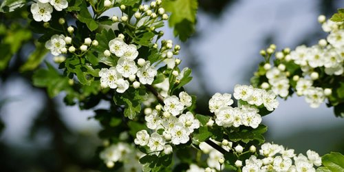 Aubépine : plantation, culture, entretien et taille