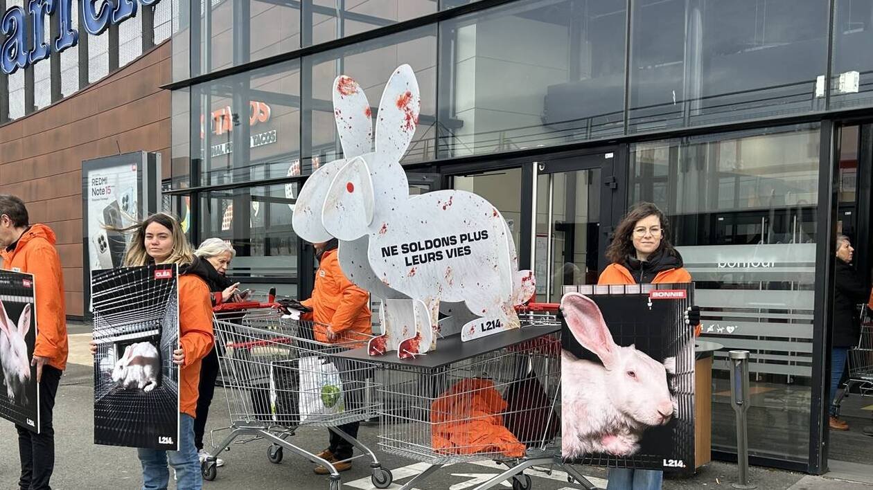 Des animaux « malades et blessés » : ces militants de L214 alertent sur les conditions d’élevage en Maine-et-L