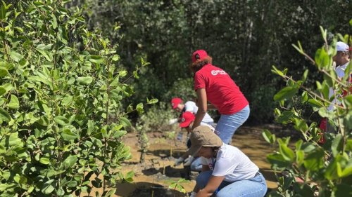 En Guadeloupe, on restaure la mangrove, « un écosystème très riche », mais longtemps méprisé
