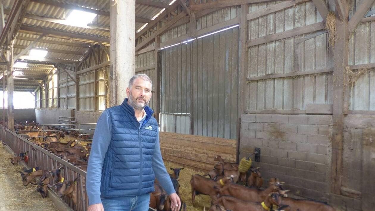 « Le coût de construction des étables a flambé » : le nombre de producteurs de lait de chèvre est en baisse
