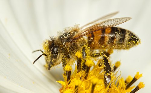 Comment reconnaitre une guêpe d'une abeille ? Quelles différences ?