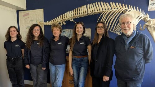 Dans la Manche, le GECC lance sa seconde campagne de recensement des mammifères marins