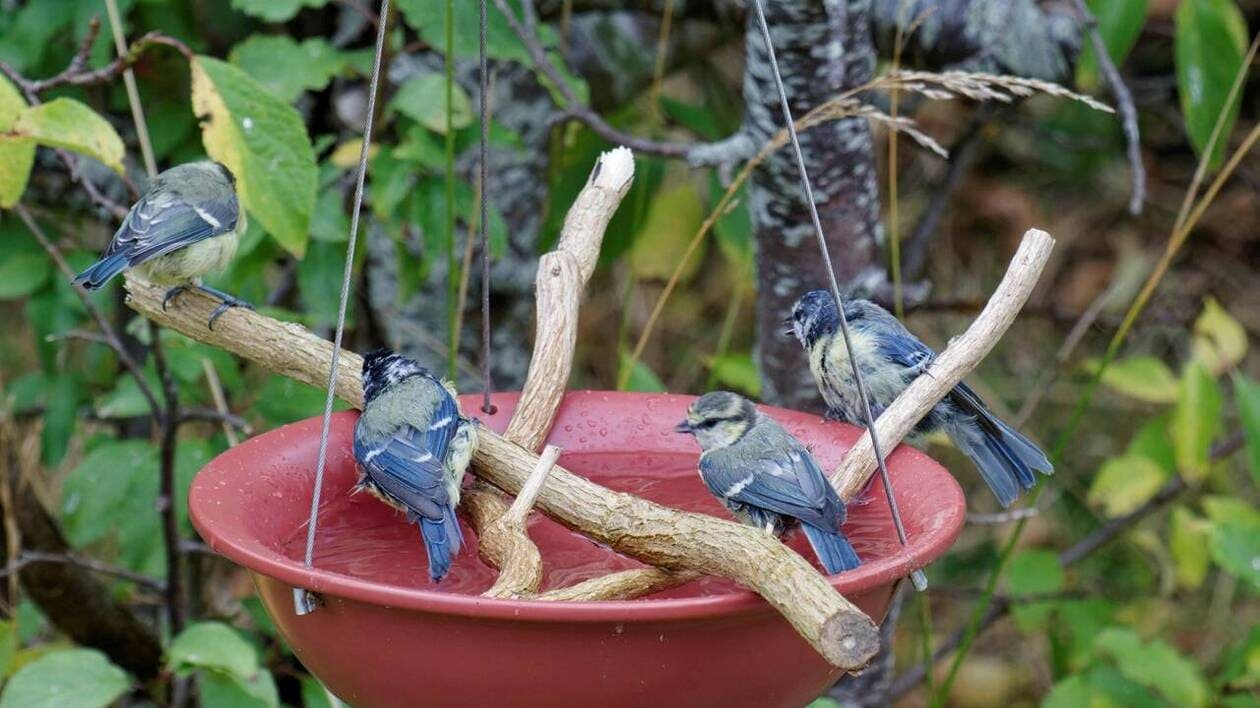 Environnement : « Quand les insecticides reculent, les oiseaux font leur retour »