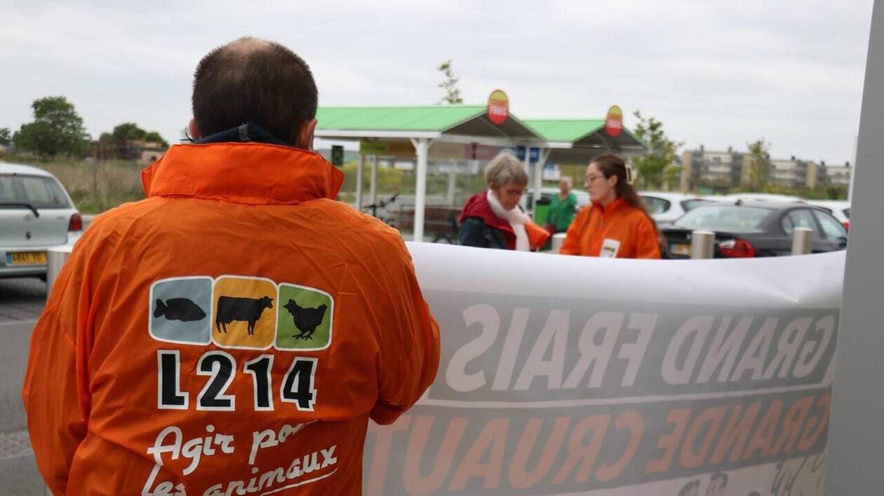 L214 appelle à « réduire de moitié le nombre d’animaux tués pour l’alimentation »