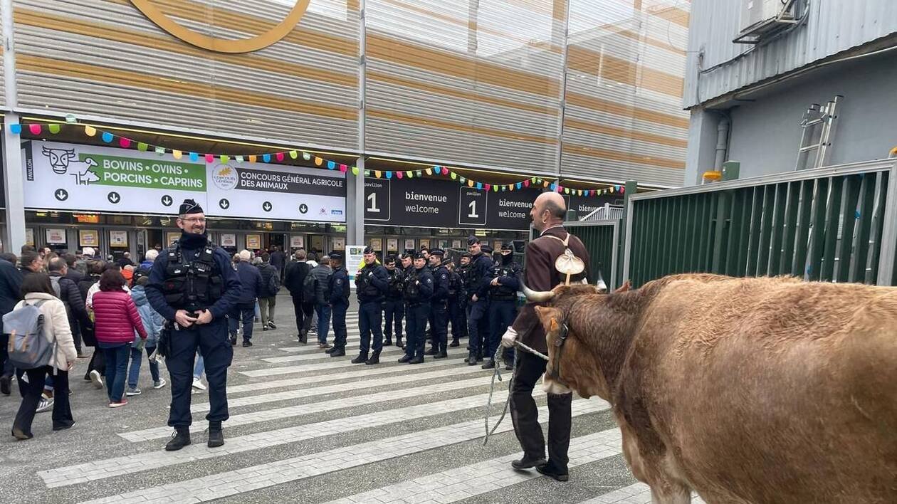 Picota et son vacher font leur effet au Salon de l’agriculture, avant un retour en Loire-Atlantique