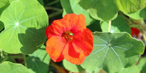 Planter des capucines pour sauver son jardin des attaques de pucerons : c'est magique !