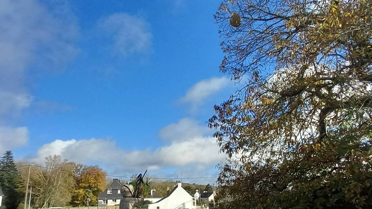 La prolifération des frelons asiatiques menace la filière apicole dans les communes du pays du Roi Morvan