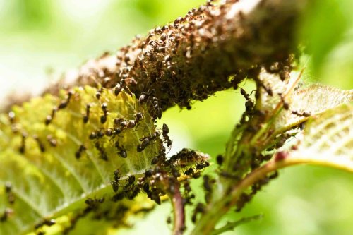 Invasion de fourmis au jardin : ces méthodes redoutables et naturelles vont enfin vous en débarrasser pour de bon