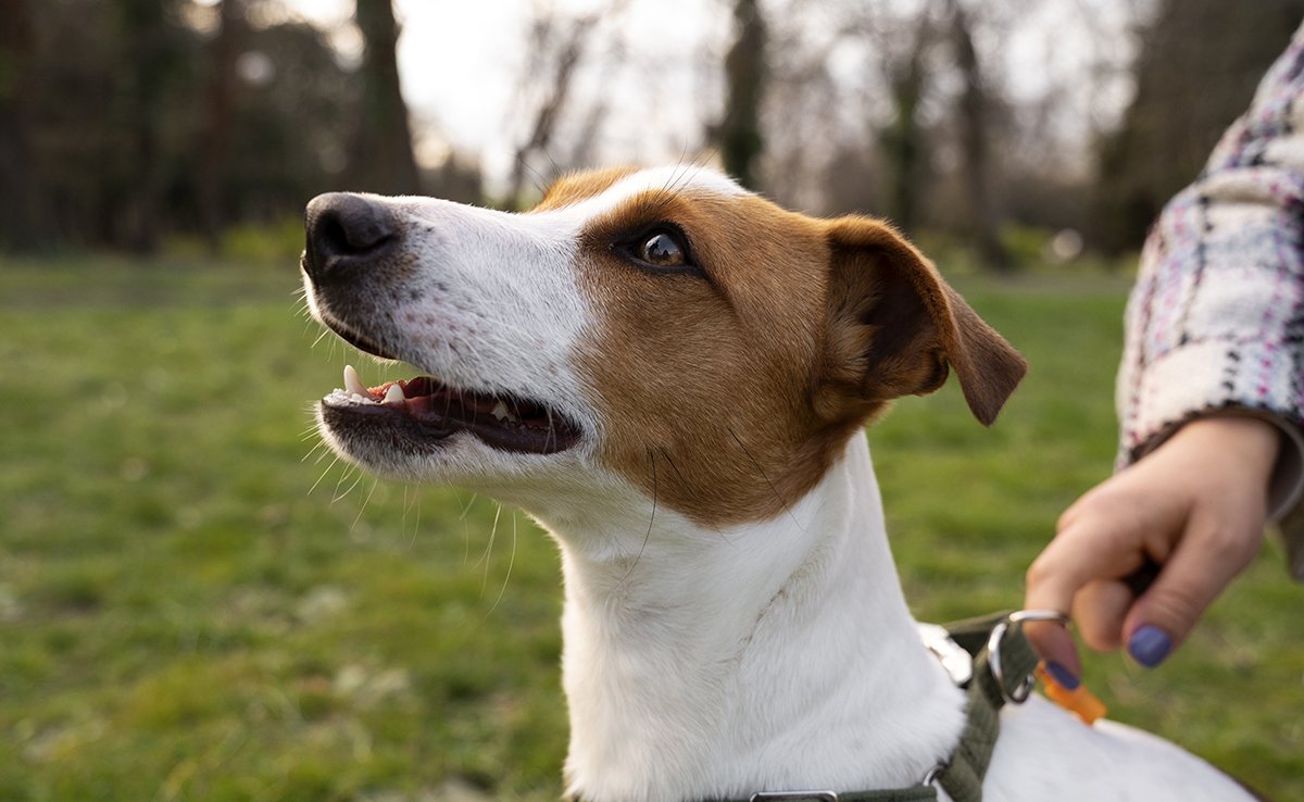 Le Mag du Chien cover image