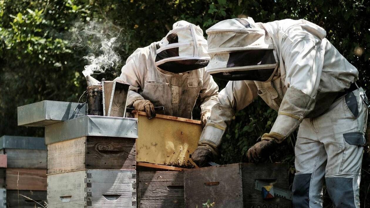 Les miels de Loire-Atlantique départagés lors d’un concours, ce mercredi 26 novembre à Nantes