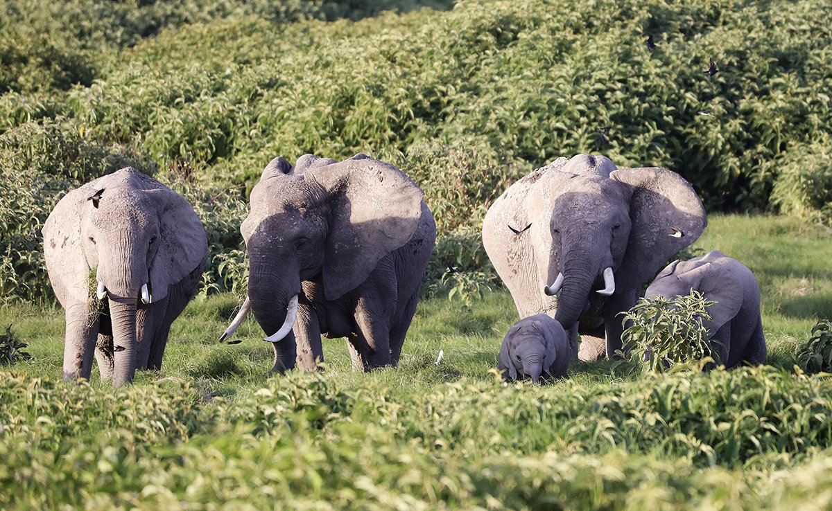 Les éléphants ont une peur bleue des abeilles : info ou intox ?