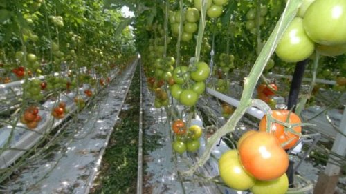 Fruits et légumes : une nouvelle AOP voit le jour dans l’Ouest pour mieux peser sur le marché