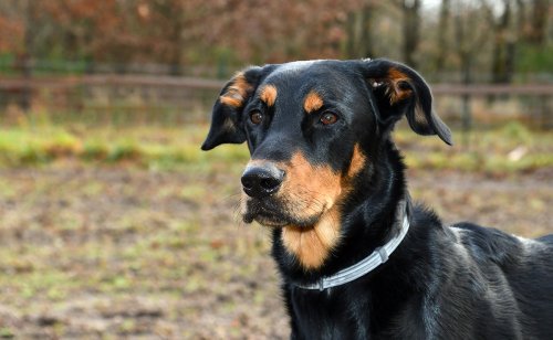 5 préjugés sur le Beauceron : mythes, réalités et idées reçues !