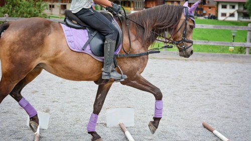 Isère. Une cavalière de 12 ans décède après avoir été piétinée par son cheval lors d’un concours hippique