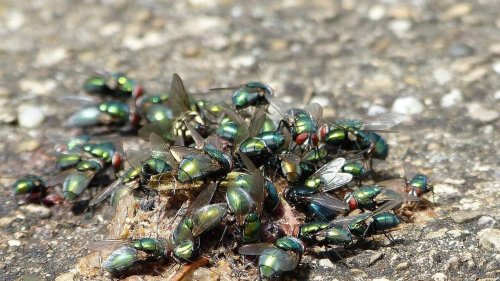 « Ça pue jusqu’à chez nous ! » : leur quartier est envahi par une odeur nauséabonde depuis des mois