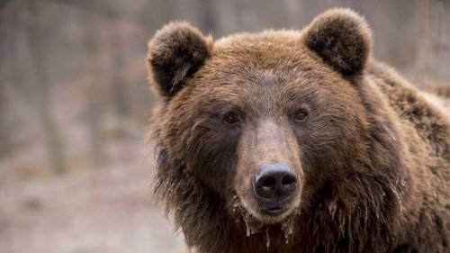 Le nombre d’ours bruns recensés dans les Pyrénées augmente