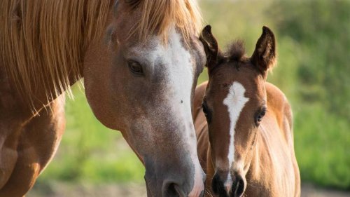 Un éboueur s’improvise vétérinaire pour sauver une jument et son petit : «Tous deux allaient mourir»