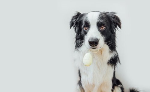 Les œufs sont-ils bons pour le chien ?