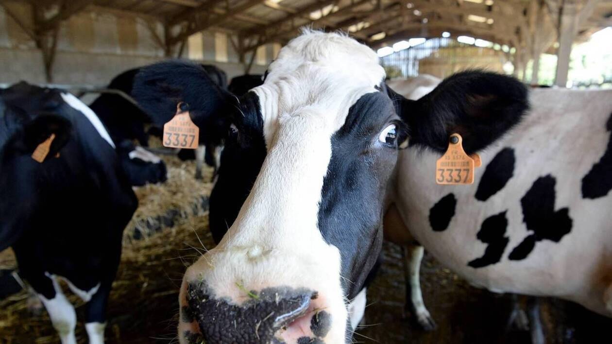 « On a eu 20 % d’augmentation du taux d’équarrissage » : l’Orne face aux crises sanitaires bovines