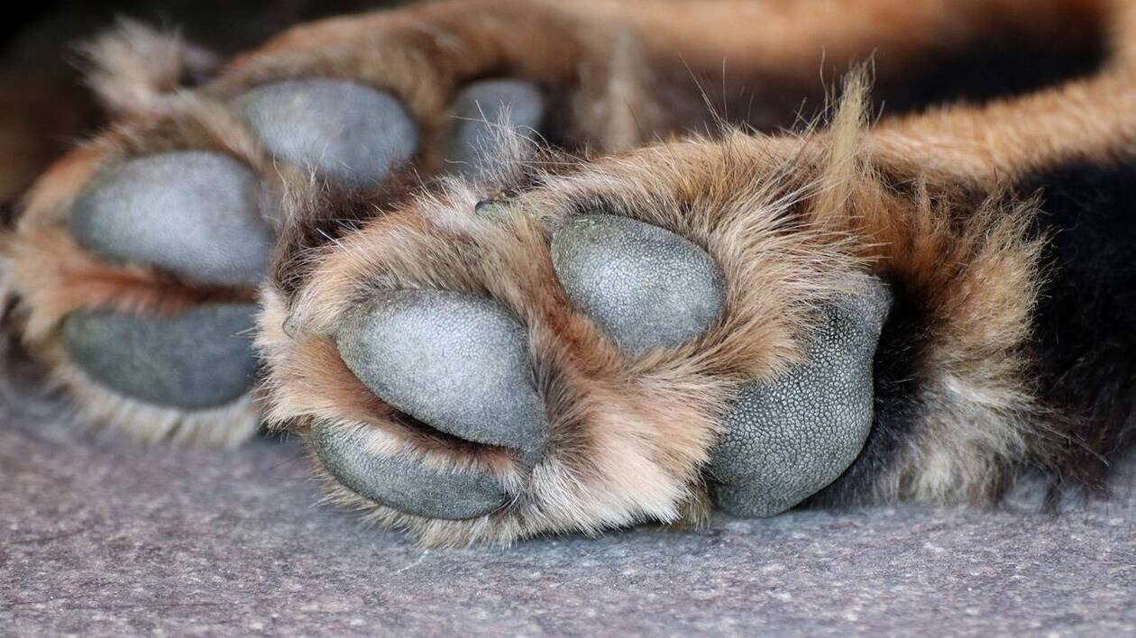 « Un mur de feu » : un agriculteur sauvé d’un incendie grâce à son chien adopté à la SPA